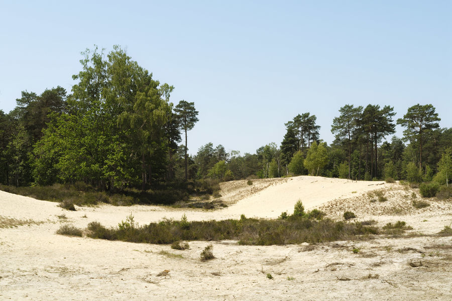 Sentier de la Plaine  de la Haute Borne - Accessible PMR