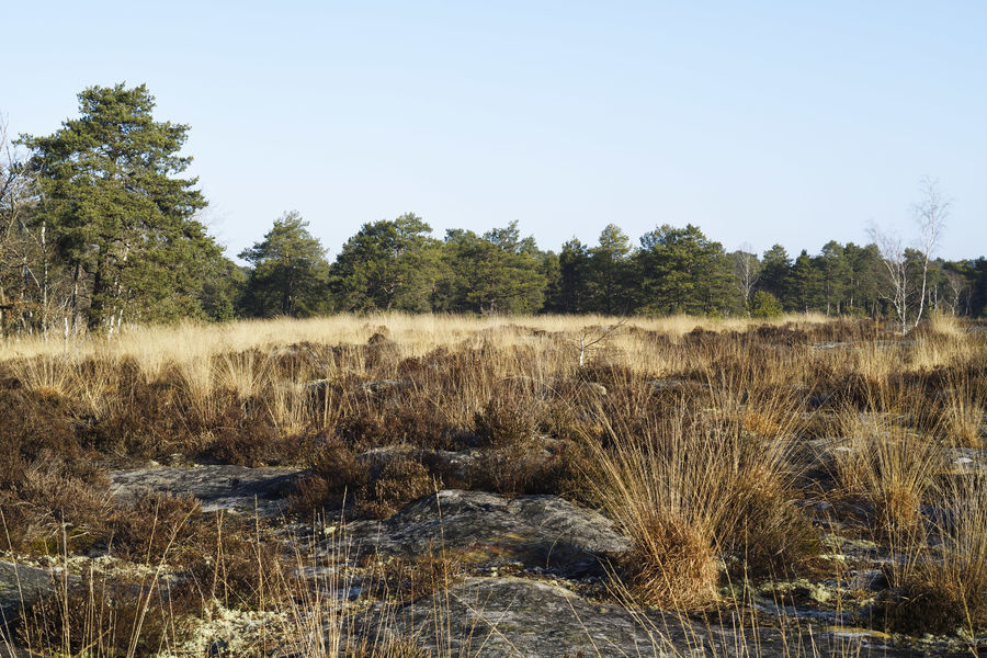 Sentier de la Plaine  de la Haute Borne - Accessible PMR