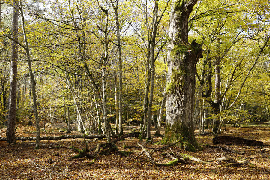 Sentier des peintres, le dormoir de Lantara