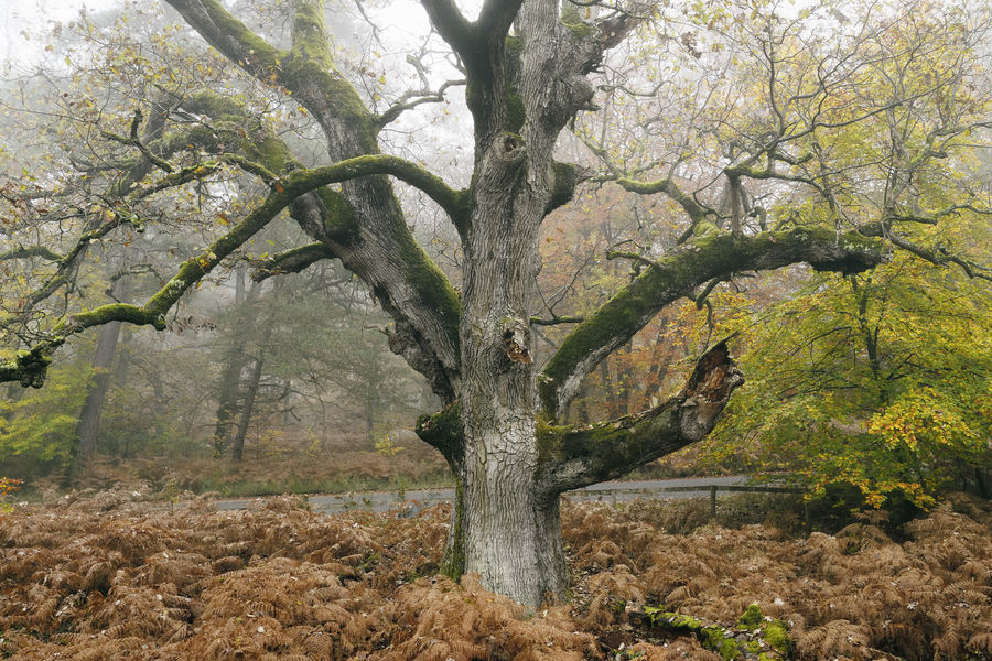 Sentier des peintres, le dormoir de Lantara