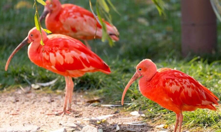 Lodge Pantanal (Parrot World)