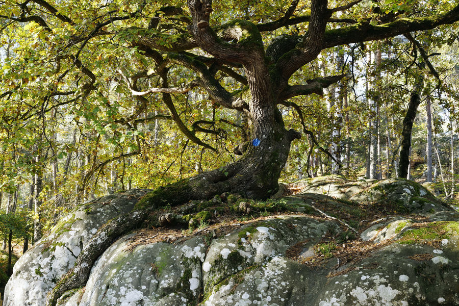 Sentier du Rocher Canon et de la Mare aux Evées