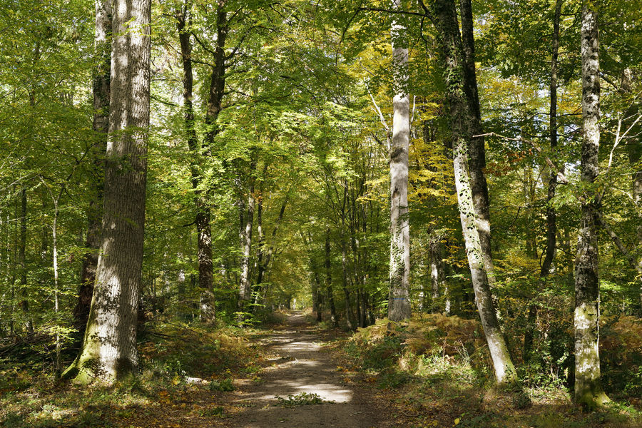 Sentier du Rocher Canon et de la Mare aux Evées