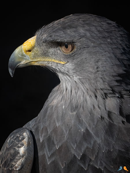 Les Aigles des Remparts