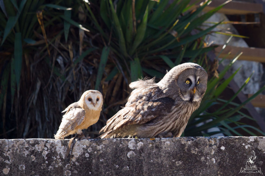 Les Aigles des Remparts