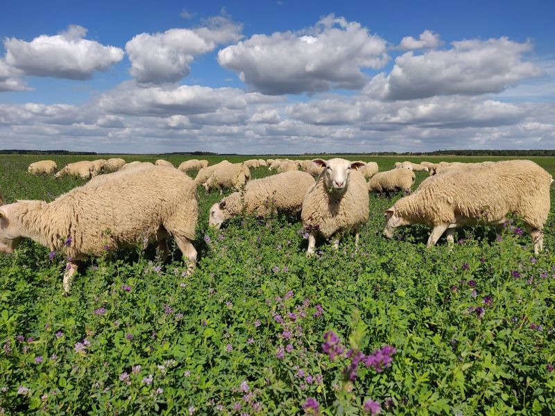 Les Agneaux du Coudray