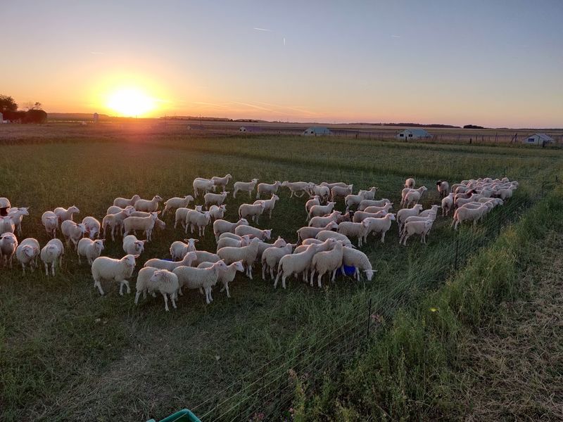 Les Agneaux du Coudray