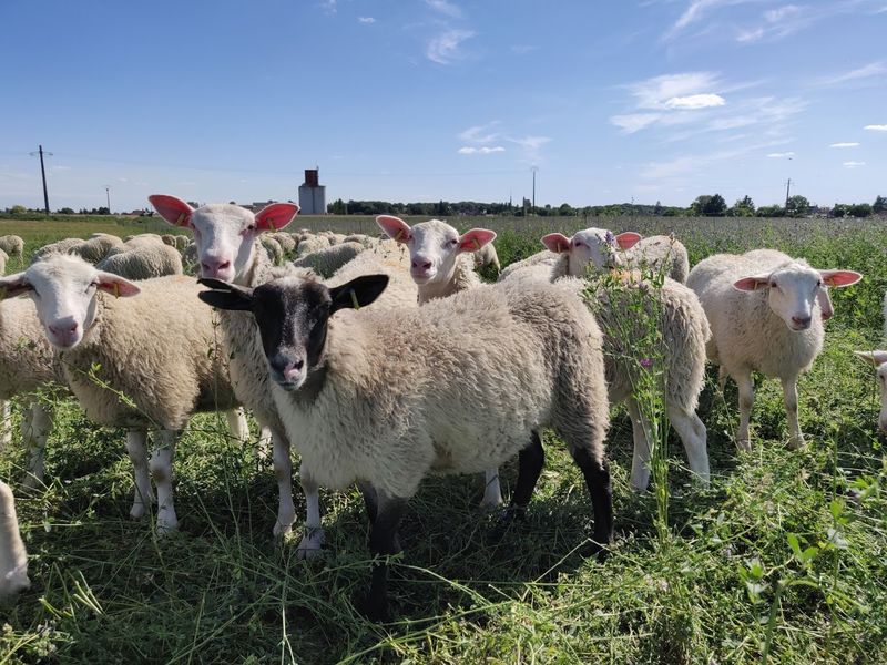 Les Agneaux du Coudray