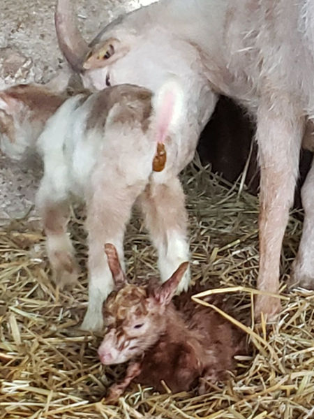 Camping à la Ferme de La Mercy