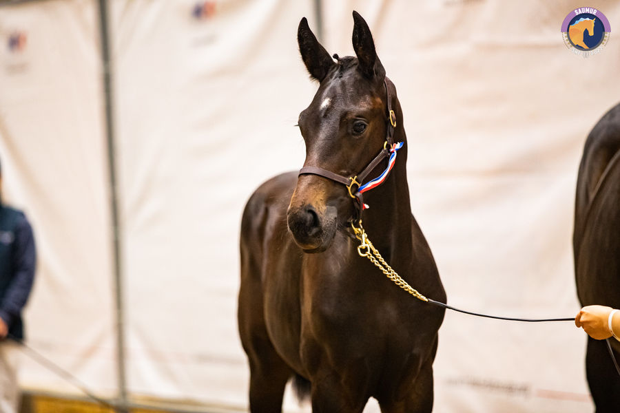 La Grande Semaine de Dressage