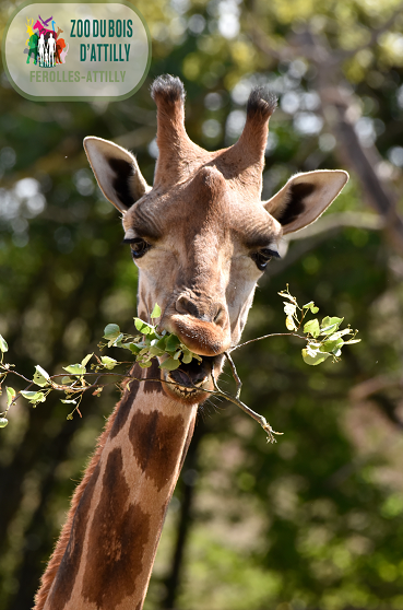 Parc Zoologique du Bois d'Attilly