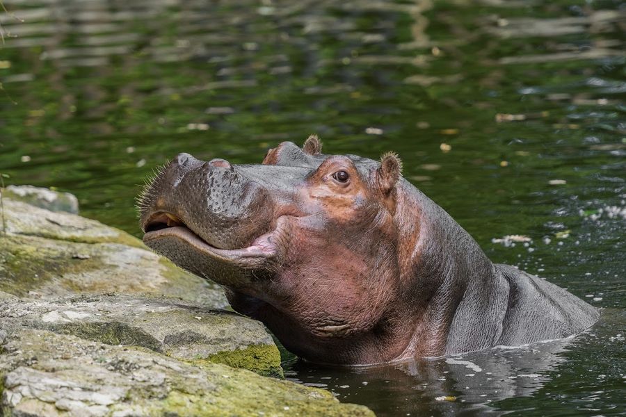 Parc Zoologique du Bois d'Attilly