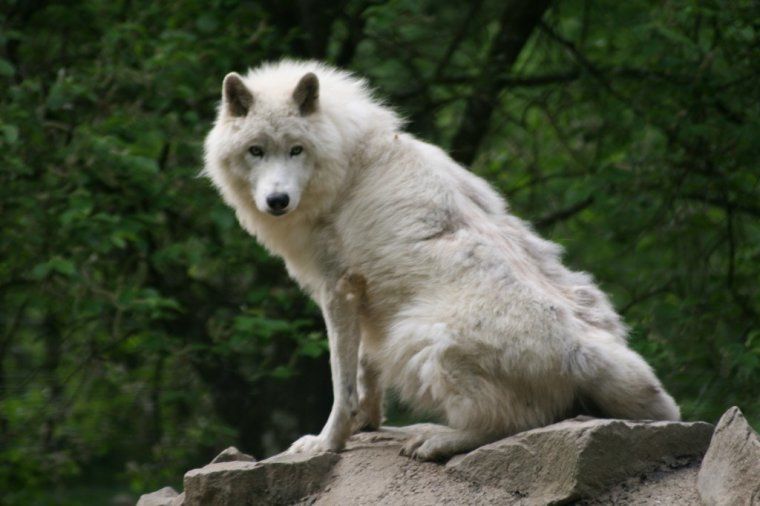 Parc Zoologique du Bois d'Attilly