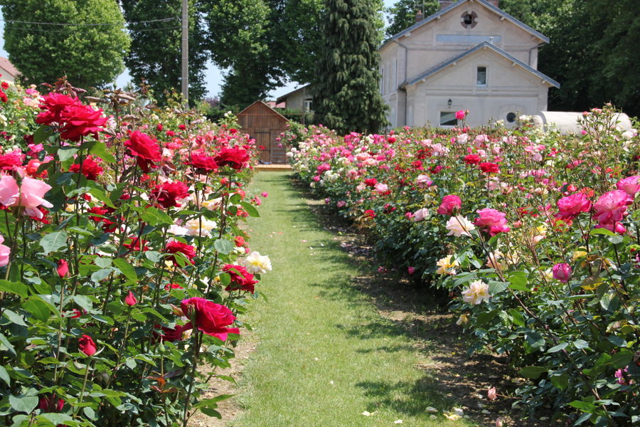 Le Chemin des Roses à pied