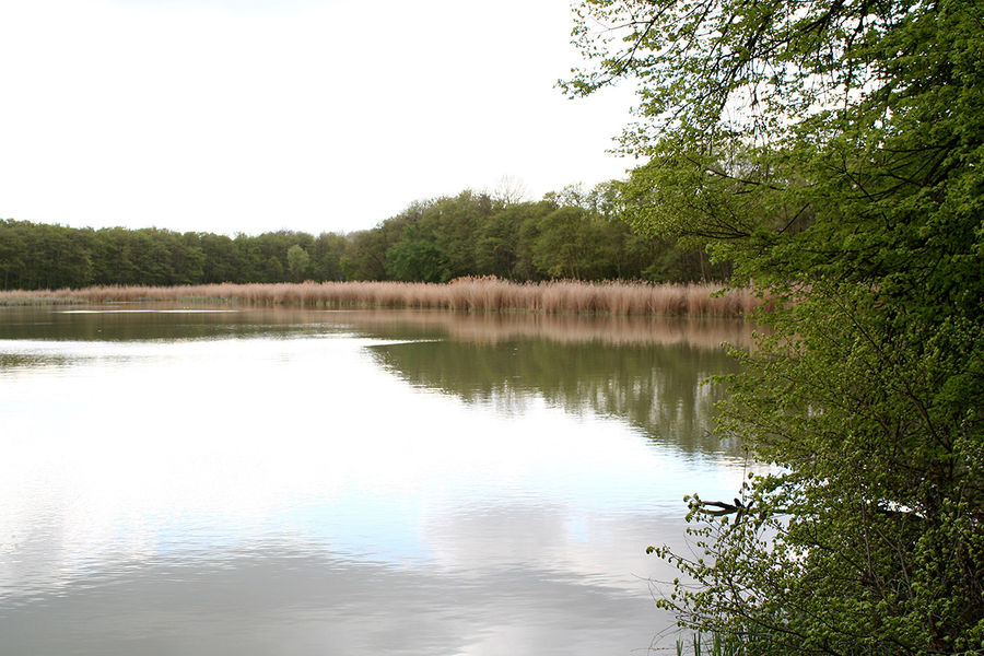 Biotope de l'étang de Beaubourg