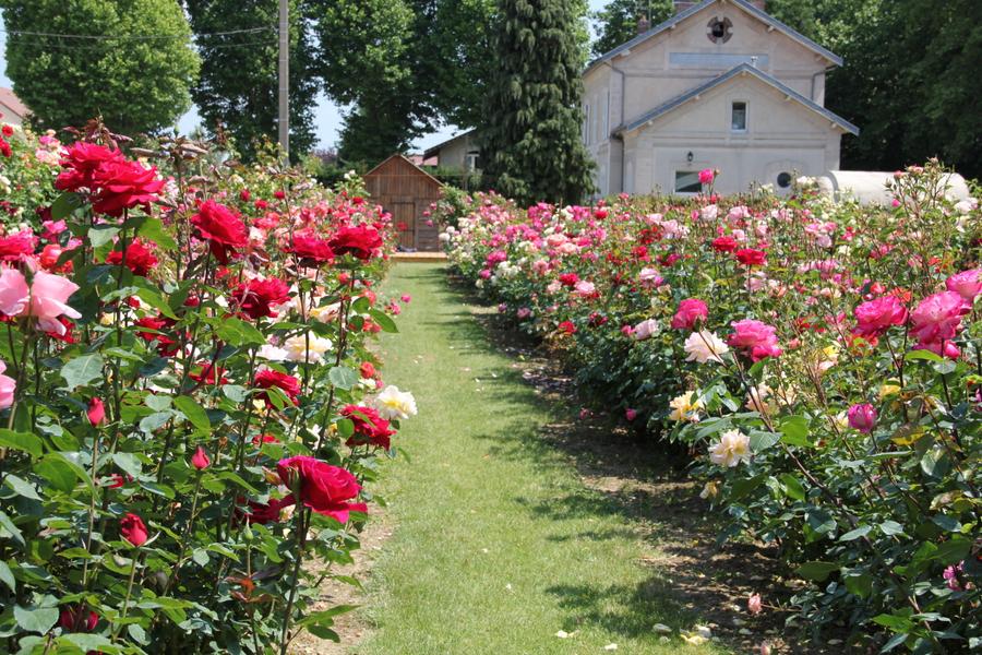 Le Chemin des Roses à vélo