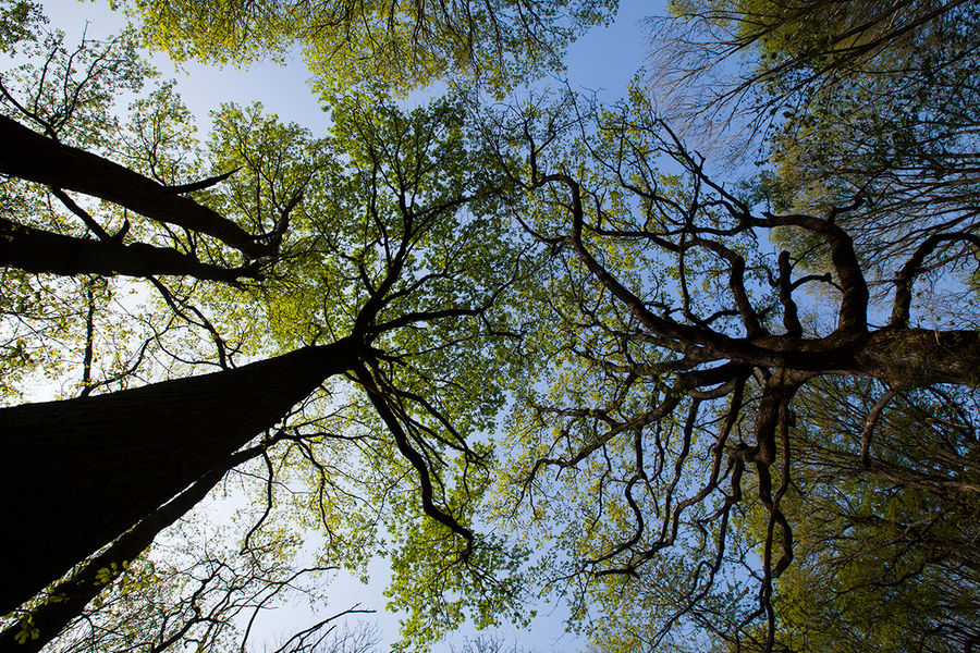 Bois de Célie