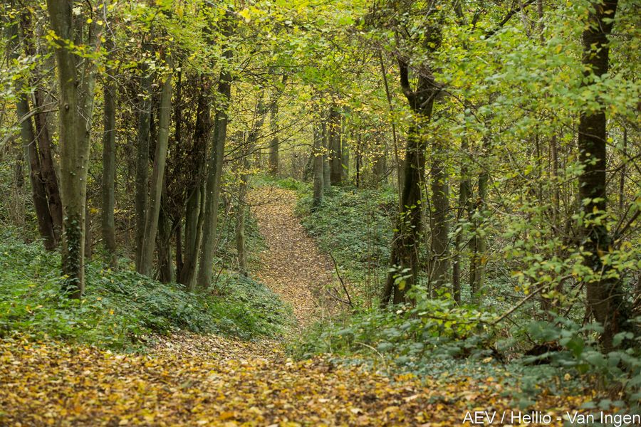 Forêt régionale des Vallières