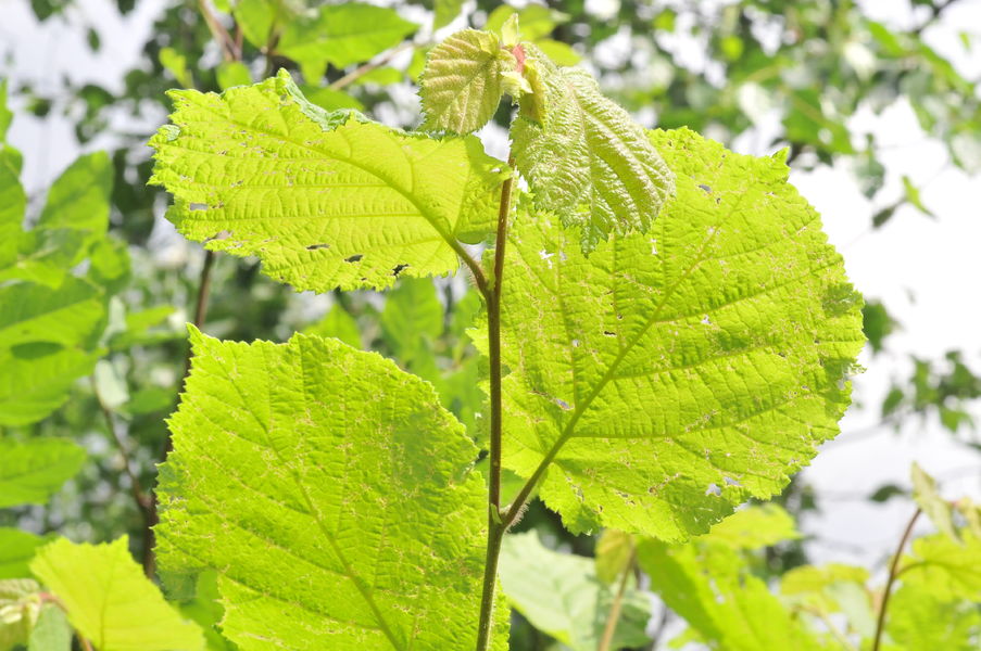 En forêt régionale de Ferrières