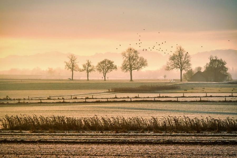 Observation des oiseaux hivernants