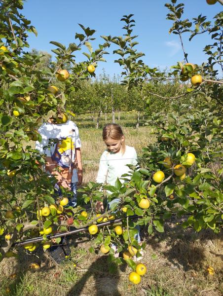 Gîtes VERGER et POTAGER