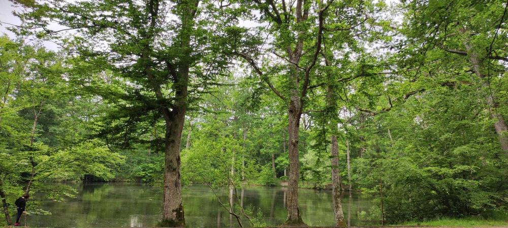 Seine et Forêt