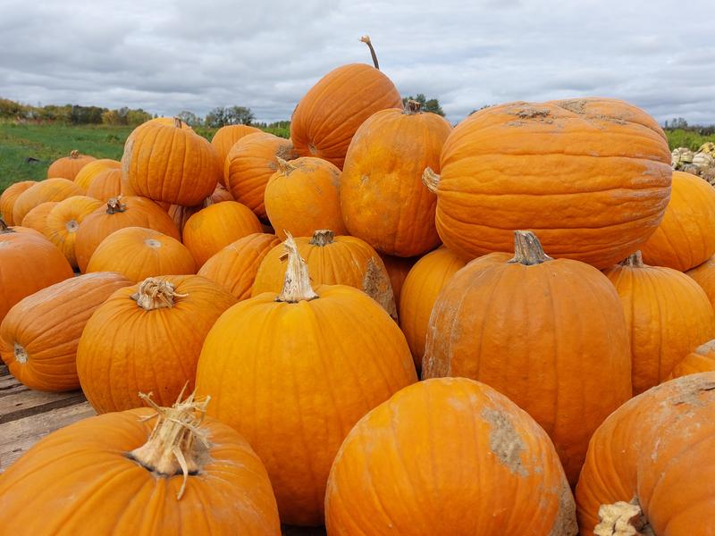 Atelier Halloween : sculpter sa citrouille