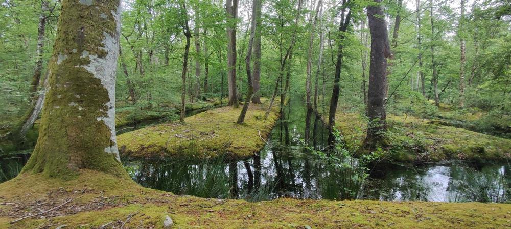 Seine et Forêt