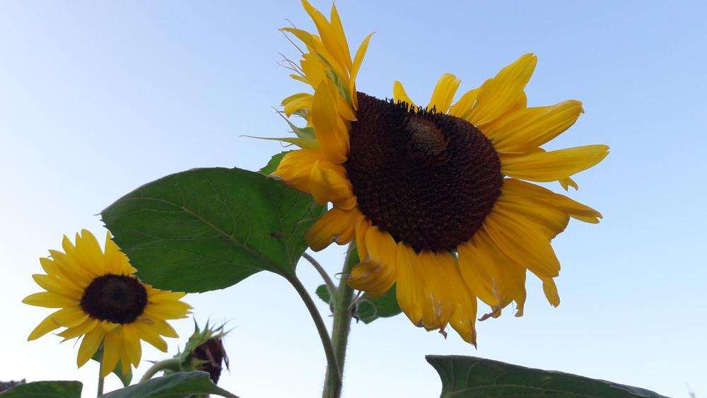 Les Tournesols