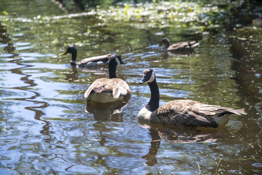 Parc naturel du Pâtis