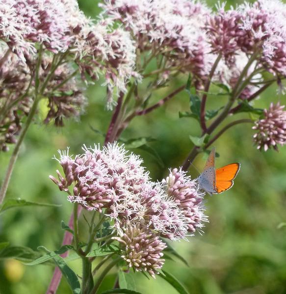 La Réserve Naturelle Nationale de la Bassée