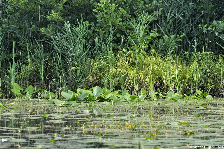 La Réserve Naturelle Nationale de la Bassée