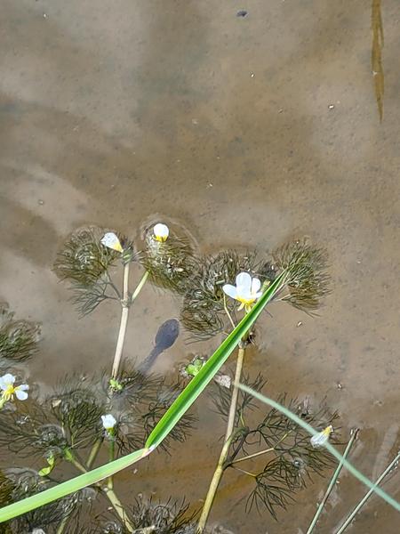 Explorateurs de nature : À la pêche aux mares !