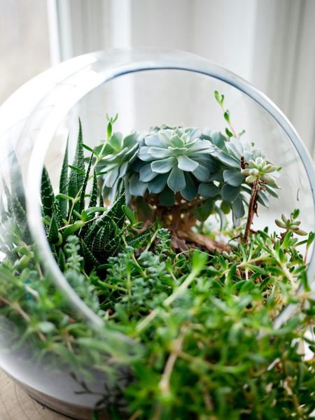 Atelier Terrarium