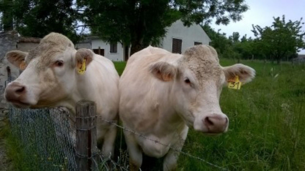 Ferme Blondel