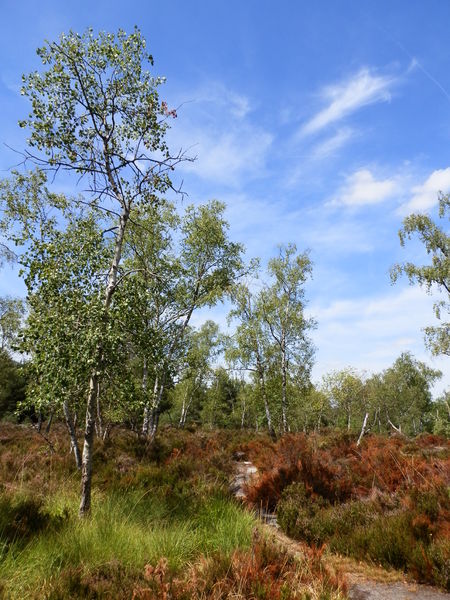 De Fontainebleau à Barbizon, entre Seine et forêt à vélo