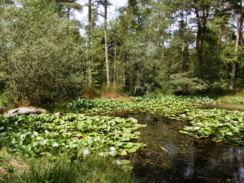 De Fontainebleau à Barbizon, entre Seine et forêt à vélo