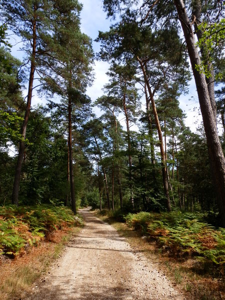 De Fontainebleau à Barbizon, entre Seine et forêt à vélo