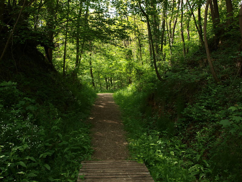 Le Bois De La Barre