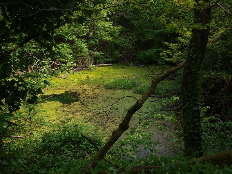 Le Bois De La Barre