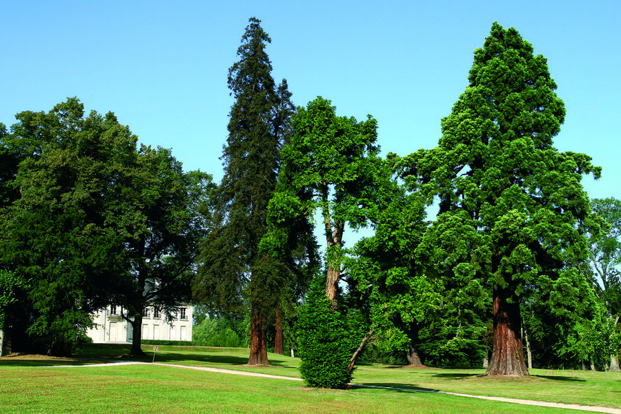 Le Parc culturel de Rentilly Michel-Chartier côté nature