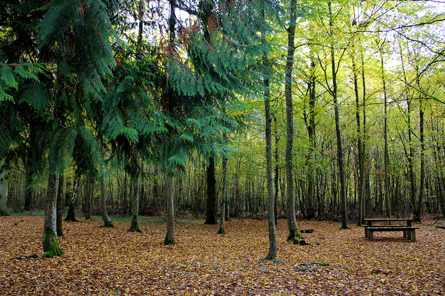 Forêt Domaniale de Choqueuse