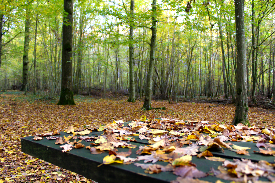 Forêt Domaniale de Choqueuse