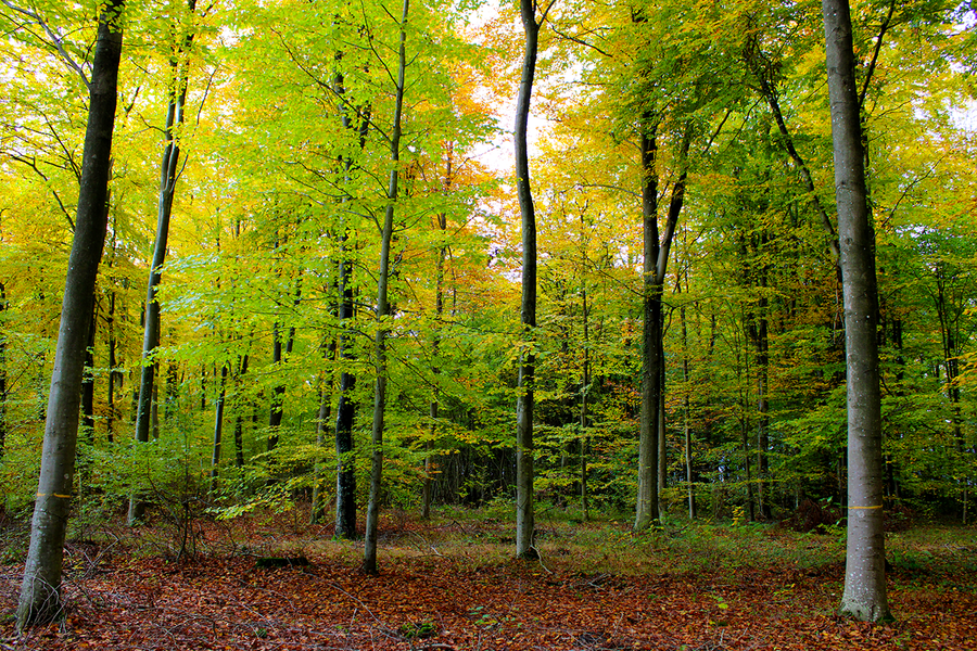 Forêt Domaniale de Choqueuse