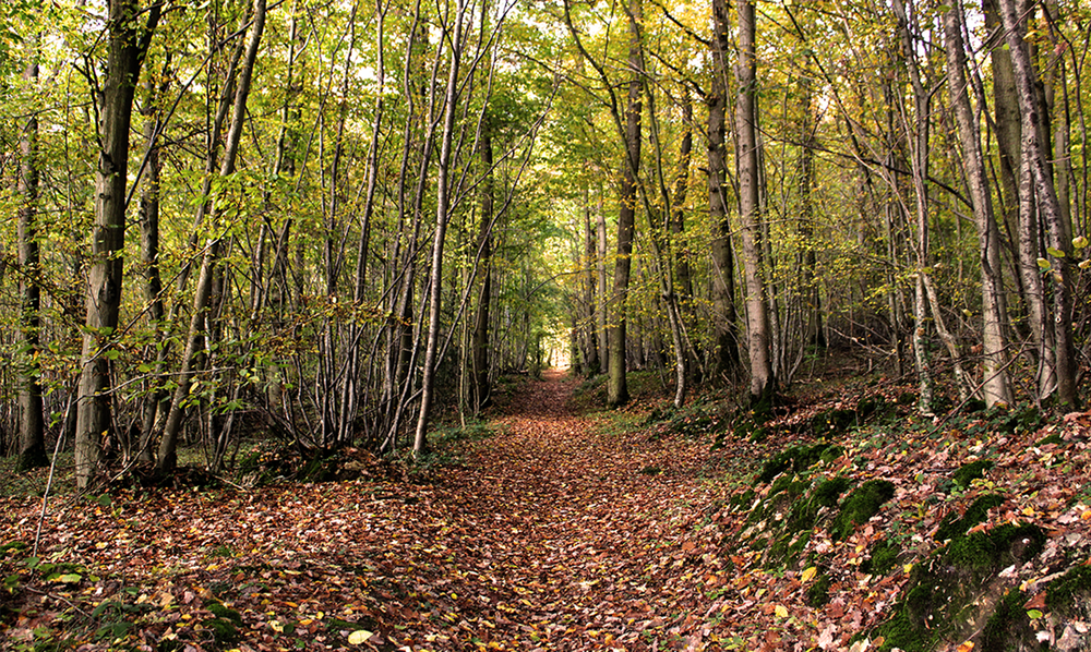 Le Bois De La Barre