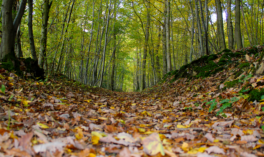 Le Bois De La Barre