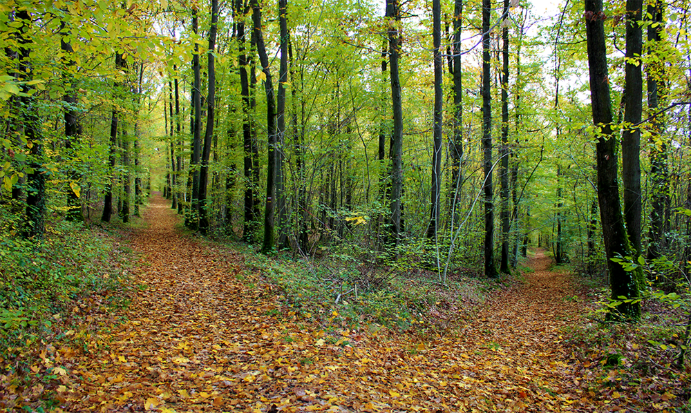 Le Bois De La Barre