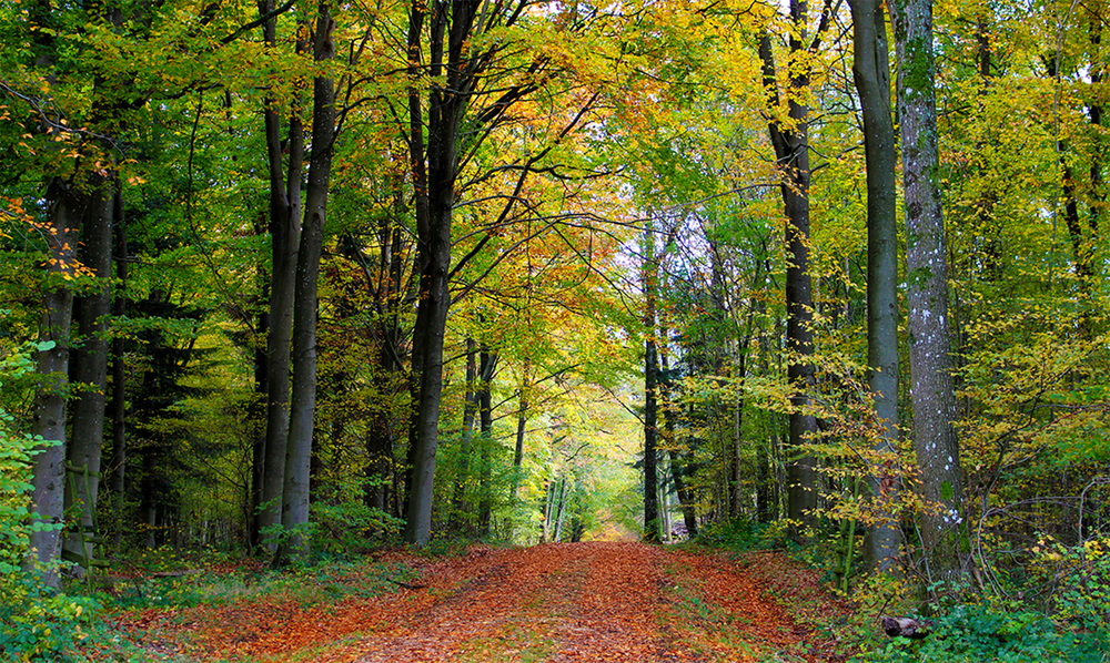 Forêt Domaniale du Mans