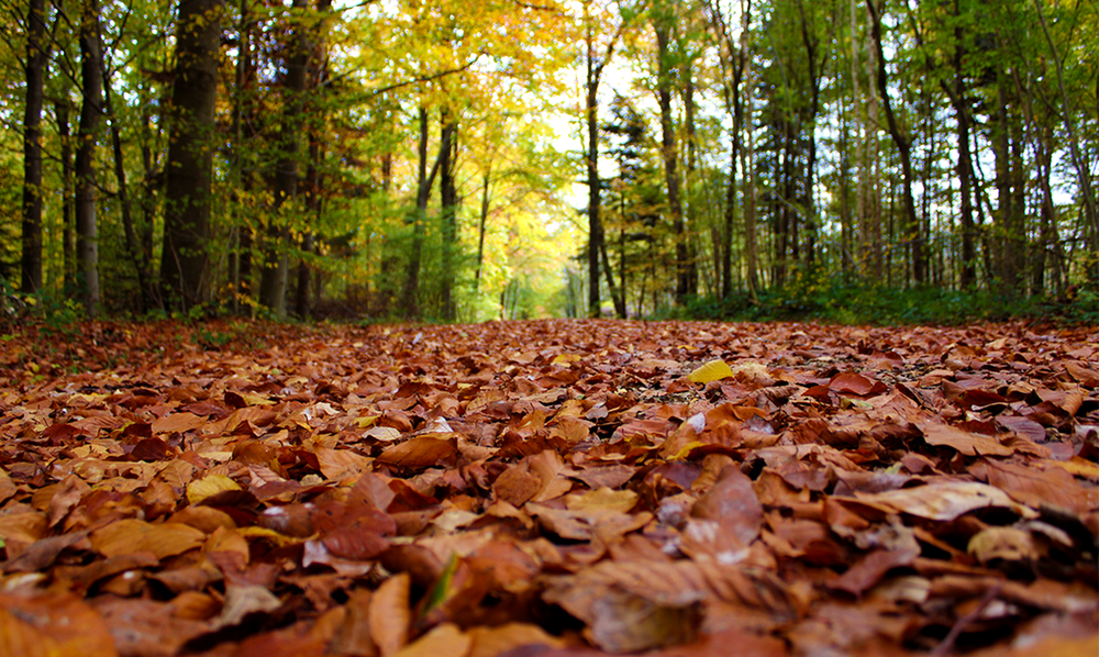 Forêt Domaniale du Mans