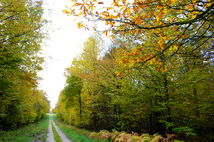 Forêt Domaniale du Mans